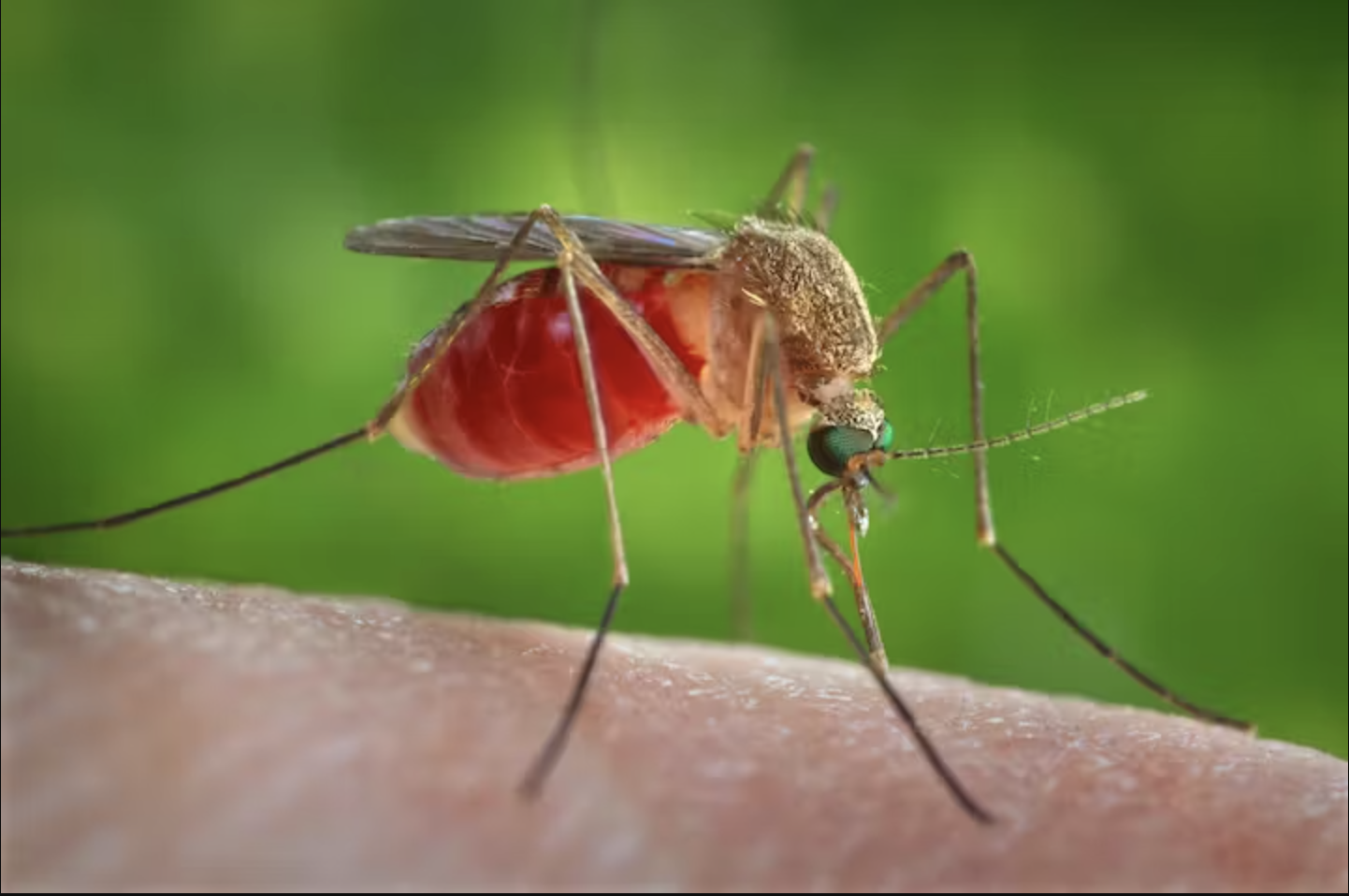 Mosquito - West Nile Virus